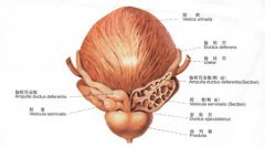哪些不良习惯易导致前列腺增生呢